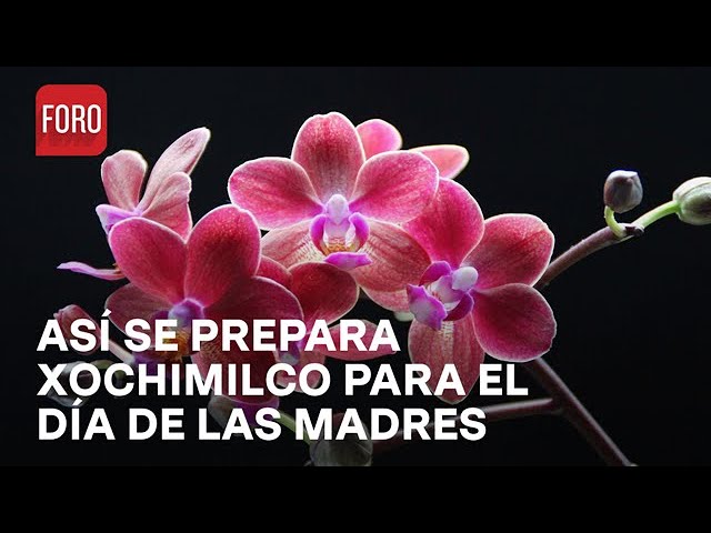 ⁣Anturios y orquídeas, para el Día de las Madres 2024, en Xochimilco - Las Noticias