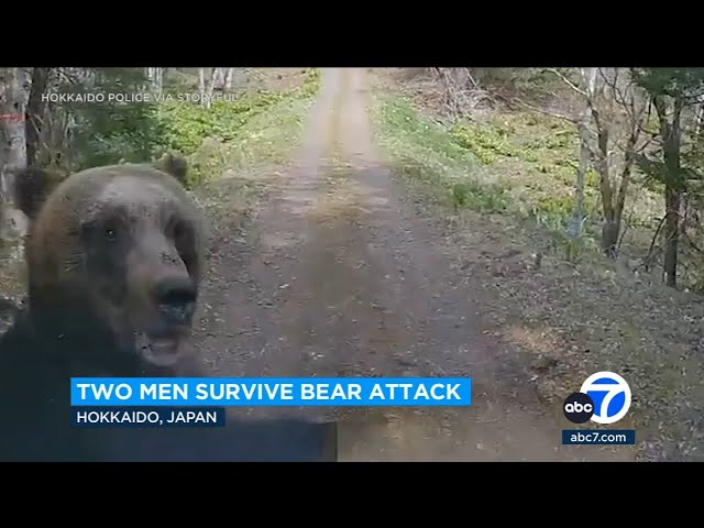 ⁣Mama bear attacks men in car near her cub on wooded road in Hokkaido, Japan