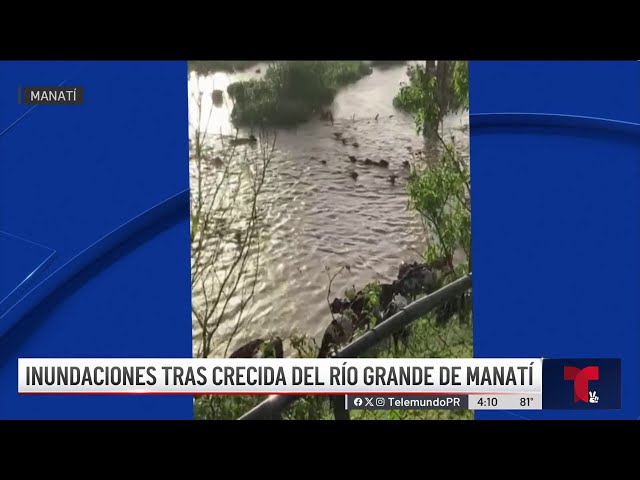 ⁣Impactante video: rescatan vacas durante inundación en Manatí
