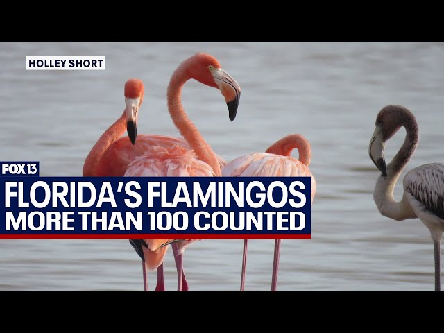 ⁣Census tracks comeback of Florida's flamingos