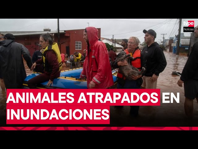 ⁣Brasil: voluntarios hacen lo posible para rescatar animales atrapados en inundaciones