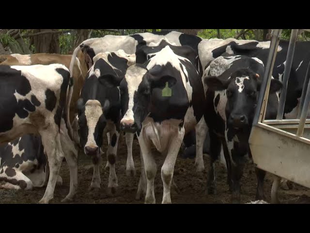 ⁣Farmers get advice on boosting milk production