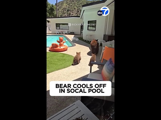 ⁣Bear cools off in SoCal pool