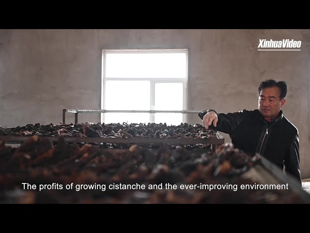 ⁣Exploring Spring Harvest in Alxa Ep. 1: Discovery of "ginseng of desert"