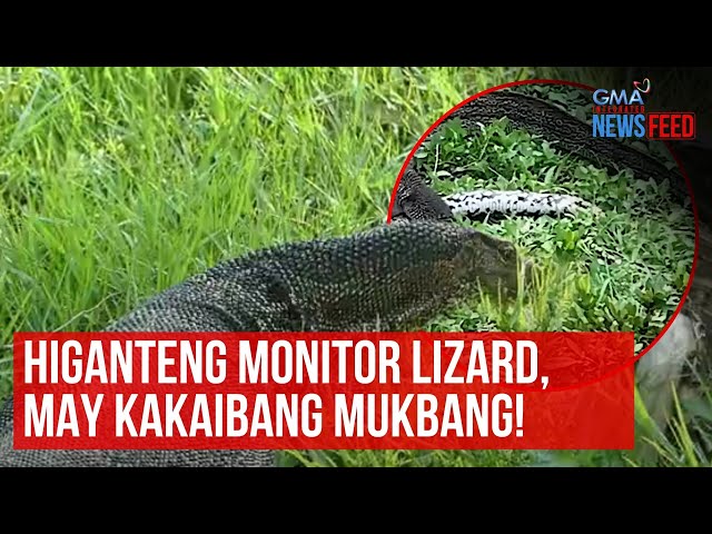 ⁣Higanteng monitor lizard, may kakaibang mukbang! | GMA Integrated Newsfeed