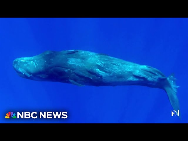 ⁣Study finds that whale sounds are actually a language