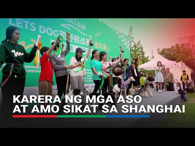 ⁣Karera ng mga aso at amo sikat sa Shanghai | ABS-CBN News