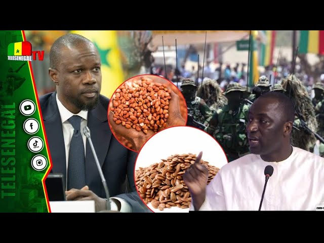 ⁣Distribution des semences Par L'armée| Serigne Habib Mbacke magnifie cette décision "lou a