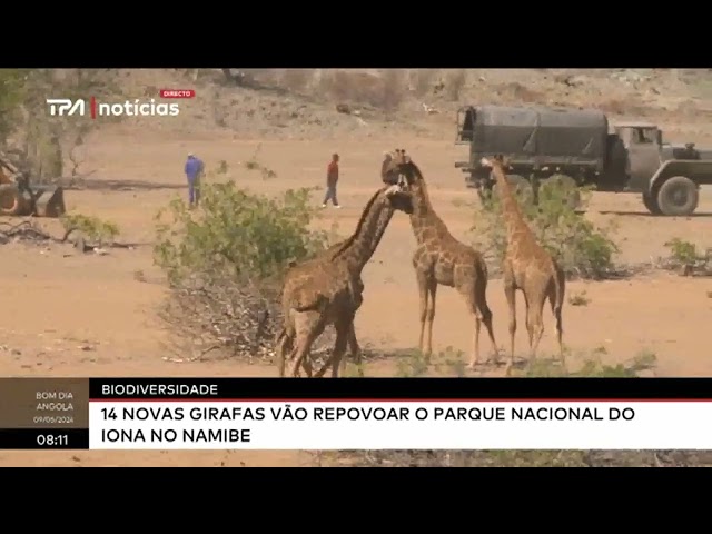 Biodiversidade - 14 Novas girafas vão repovoar o parque nacional do Iona no Namibe