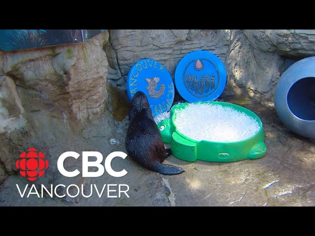 ⁣Vancouver Aquarium otter predicts who will win between Canucks-Oilers series