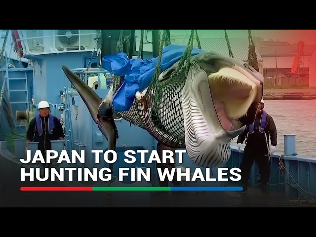 ⁣Japan to start hunting fin whales, potentially scaling up commercial whaling