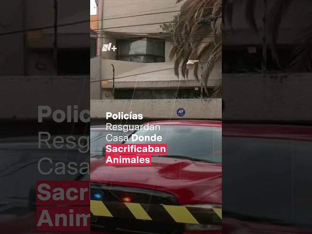 Policías resguardan casa donde sacrificaban animales - N+ #Shorts