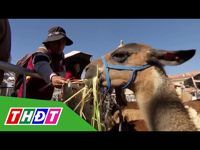 Lễ hội lạc đà quốc tế tại Bolivia | THDT