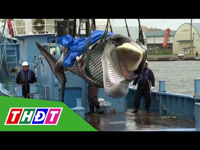 ⁣Nhật Bản đưa cá voi vây vào danh sách đánh bắt thương mại | THDT