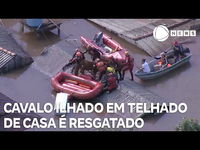 Equipes resgatam cavalo que estava ilhado em Canoas
