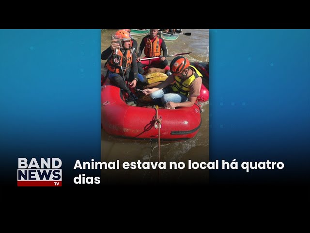 ⁣Bombeiros resgatam cavalo ilhado em telhado em Canoas | BandNews TV