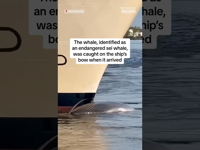 ⁣Cruise ship sails into NYC port with dead whale across its bow