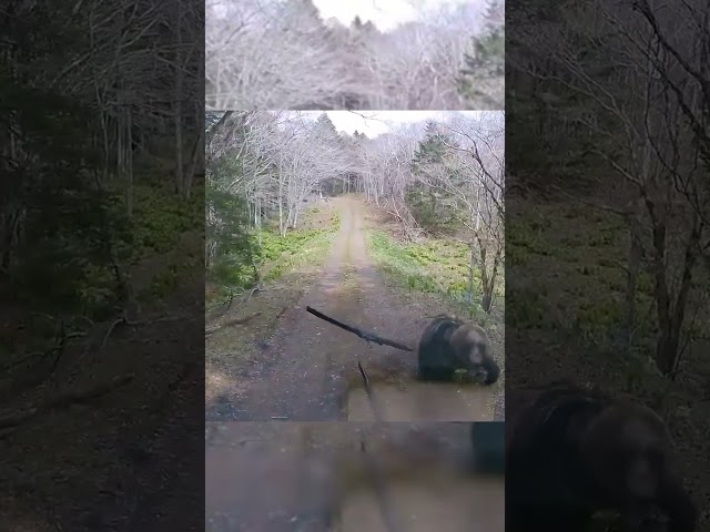 ⁣Watch: Female bear charges, swipes at a truck attempting to drive away #Shorts
