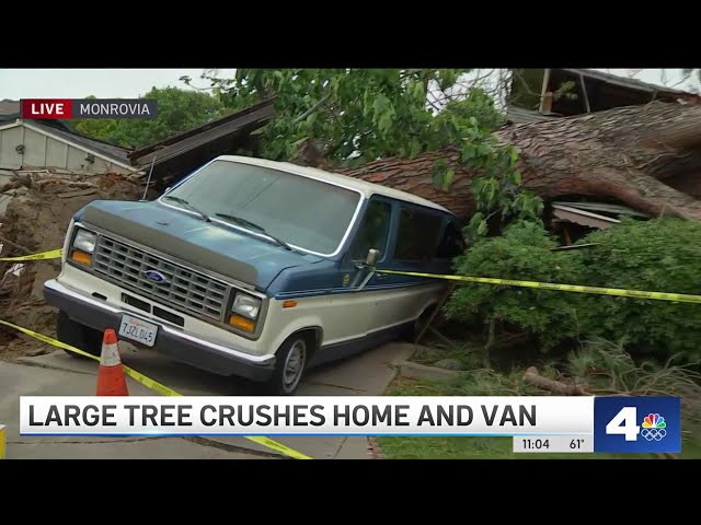 ⁣Large tree falls in Monrovia, crushing home and van