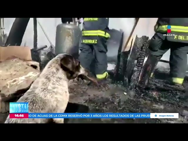 ⁣VIDEO: Perrito llora tras perder su casa por un incendio | Noticias con Crystal Mendivil