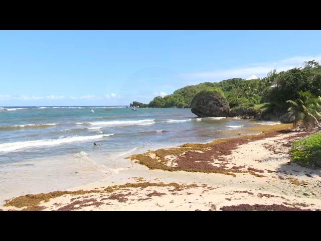 ⁣Region warned of influx of sargassum seaweed