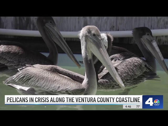 ⁣Why sick, starved pelicans are showing up along California's coastline