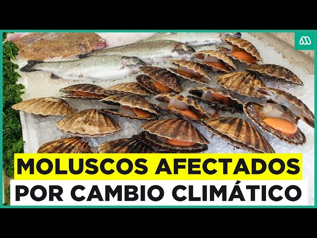 ¿La paila marina cambiará de sabor? Los efectos del cambio climático en los moluscos