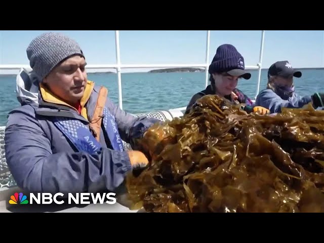 ⁣Exploring the popularity of kelp and its benefits for people and the environment