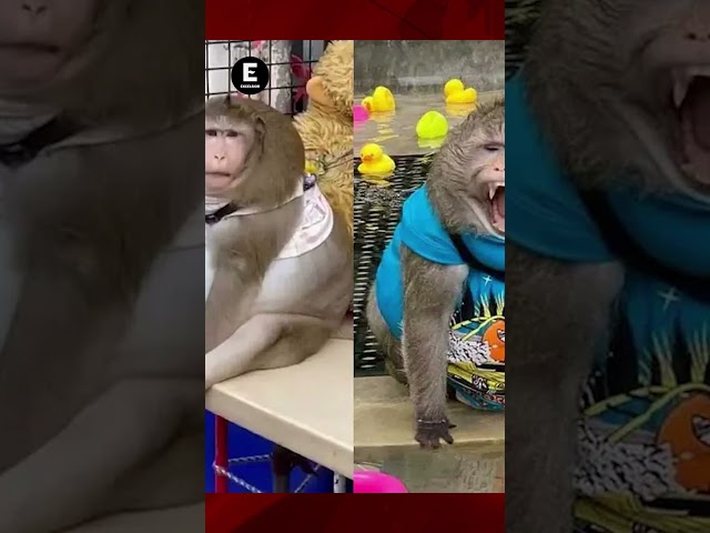 ⁣Mono obeso muere tras alimentación de turistas