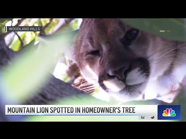 ⁣Mountain lion spotted in Woodland Hills homeowner's tree