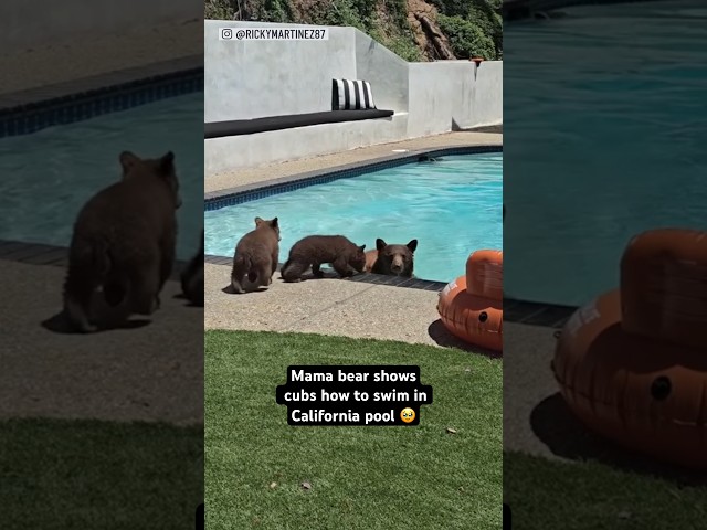 ⁣Mama bear shows her cubs how to swim in California pool 