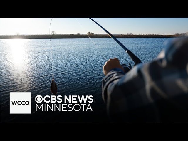 How many fish are there in Minnesota lakes and rivers?