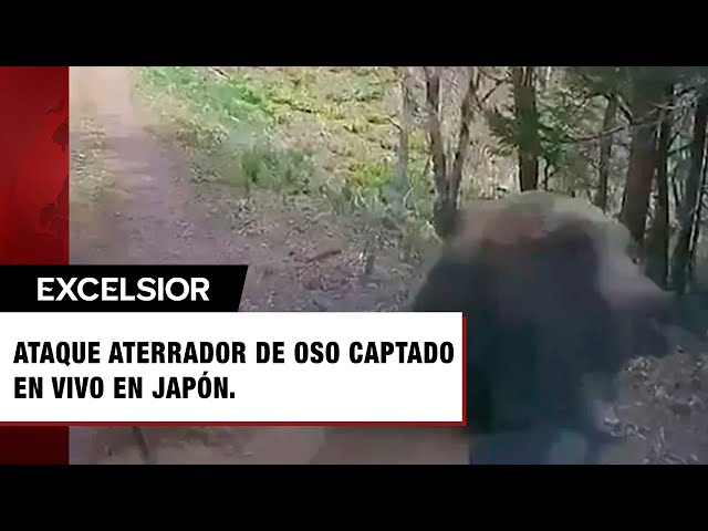 ⁣Captan aterrador ataque de oso en vivo desde el interior de un auto en bosque de Japón