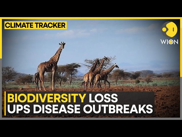 ⁣New infectious diseases on the rise | WION Climate Tracker
