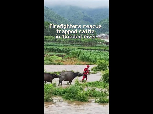 ⁣Cattle rescued from flood in China's Guangxi