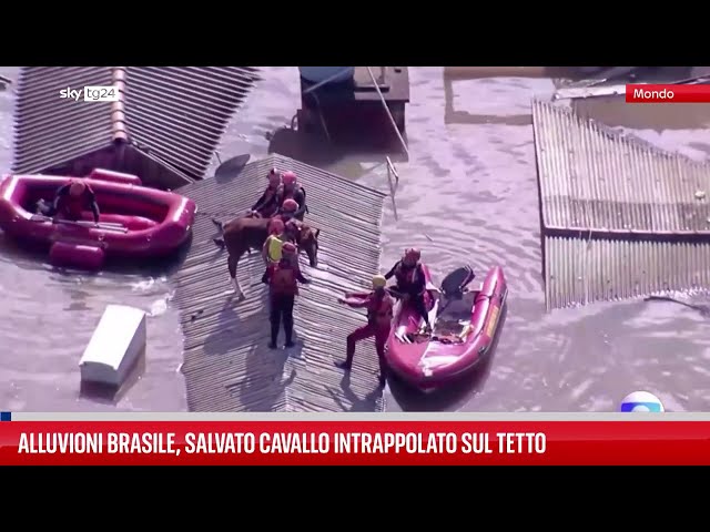 ⁣Brasile, salvato un cavallo bloccato sopra un tetto
