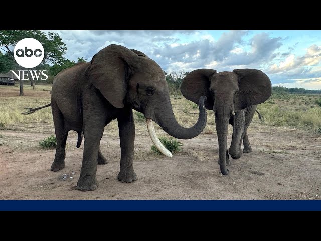 ⁣Elephant greetings change based on social relationships, study shows