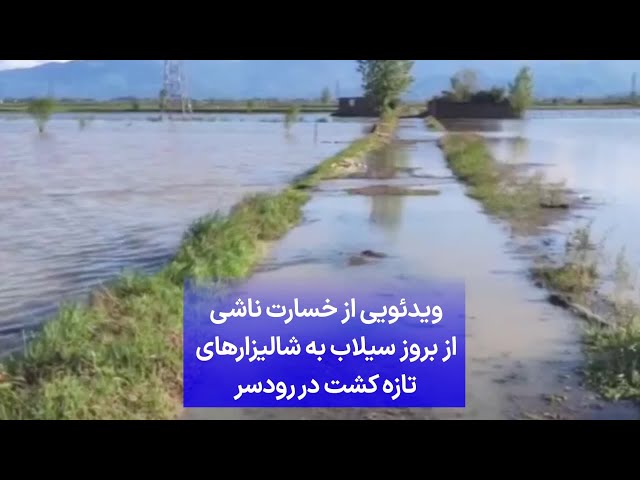 ویدئویی از خسارت ناشی از بروز سیلاب به شالیزارهای تازه کشت در رودسر