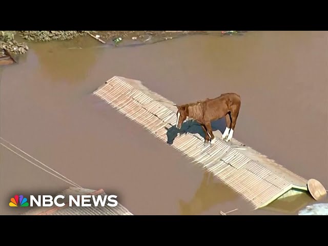 Horse stranded in Brazilian floods rescued from tin roof