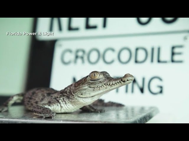 ⁣American crocodiles making a come back in South Florida thanks in part to FPL canals