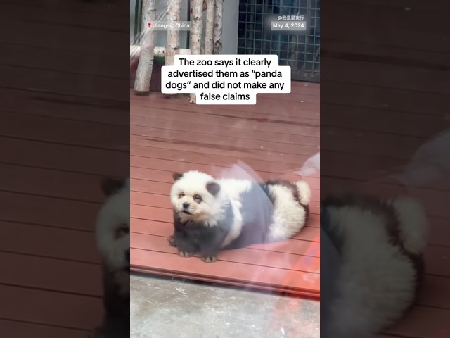 ⁣Chinese zoo under fire after dyeing dogs to resemble pandas