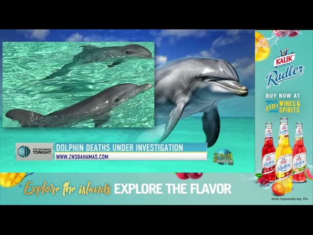 ⁣Dolphin Deaths Under Investigation