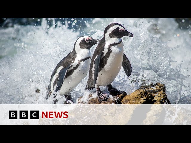 ⁣The fight to save the African penguin | BBC News