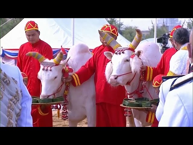 ⁣Königliche Pflugzeremonie in Thailand: Ochsen sagen reiche Ernten voraus