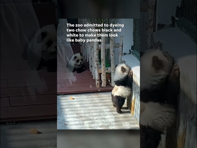 Zoo tries to pass off dogs as baby pandas #Shorts