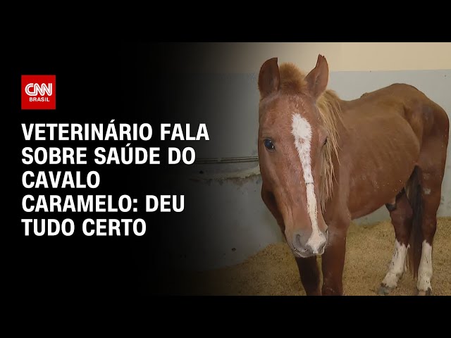 ⁣Veterinário fala sobre saúde do cavalo Caramelo: Deu tudo certo | BRASIL MEIO-DIA
