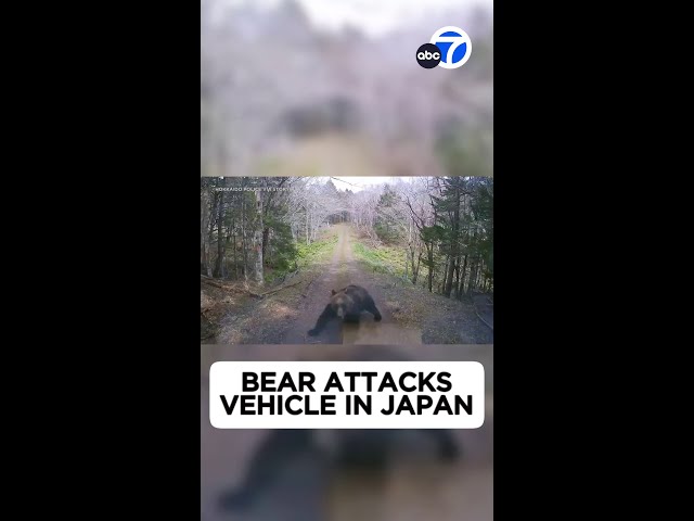 ⁣Mama bear attacks vehicle on wooded road in Japan