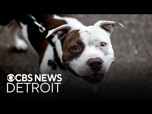 ⁣Detroit animal shelter holding "Empty the Shelters" adoption campaign