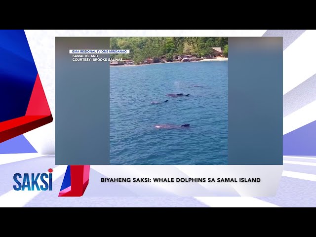 ⁣SAKSI RECAP: Biyaheng saksi: Whale dolphins sa Samal Island (Originally aired on May 9, 2024)
