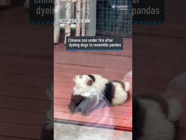 ⁣Zoo in China puts panda dogs on display